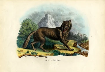 Ulv, 1863-79